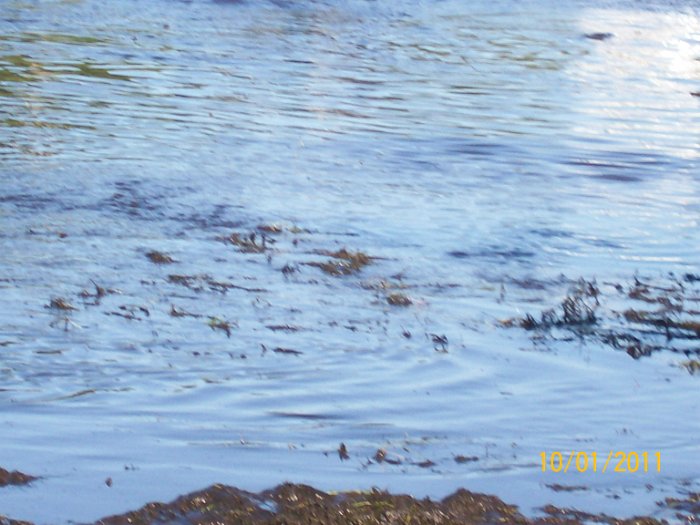 2011-Oct-01 HGR4X4 Cookout 116